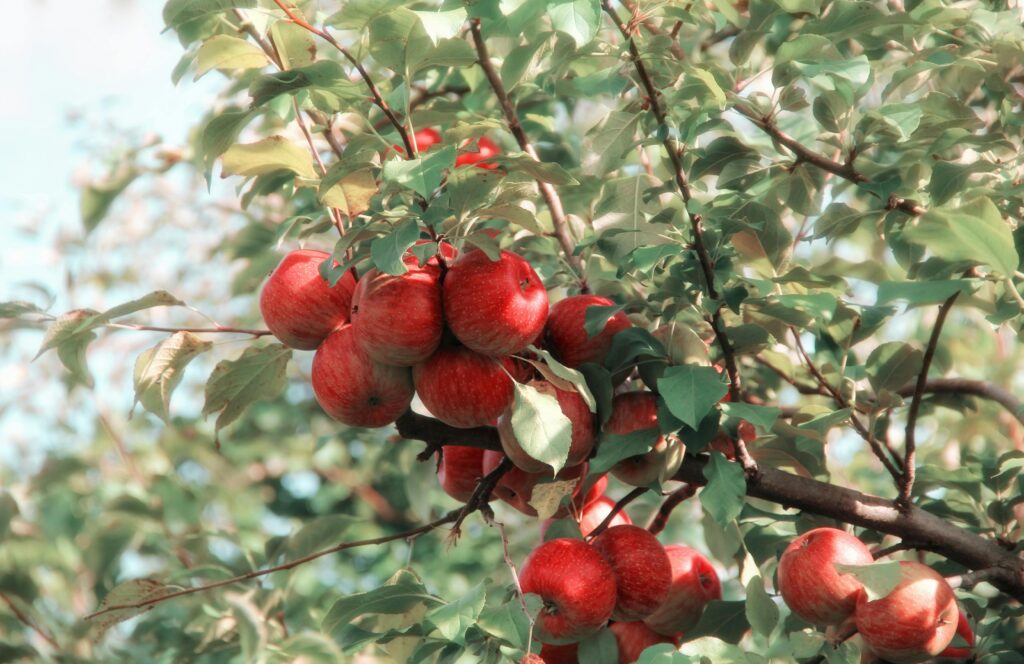 A cluster of ripe red apples growing on a tree branch in the orchard, showcasing their vibrant color and natural beauty.